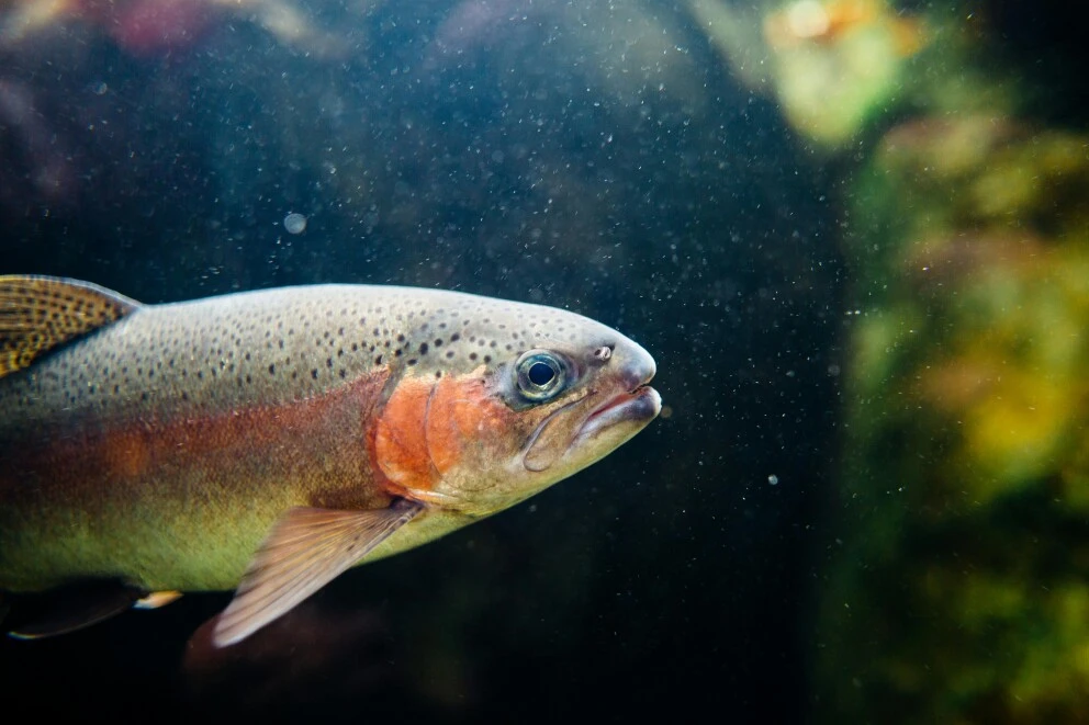 A rainbow trout swimming in dark water