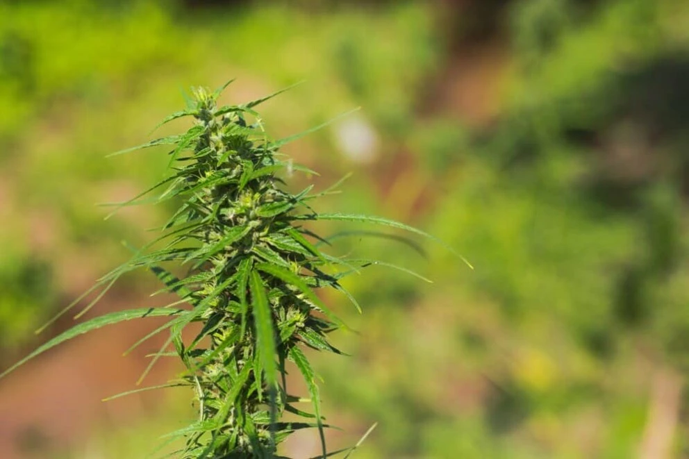 CBD discovery Dustygreen