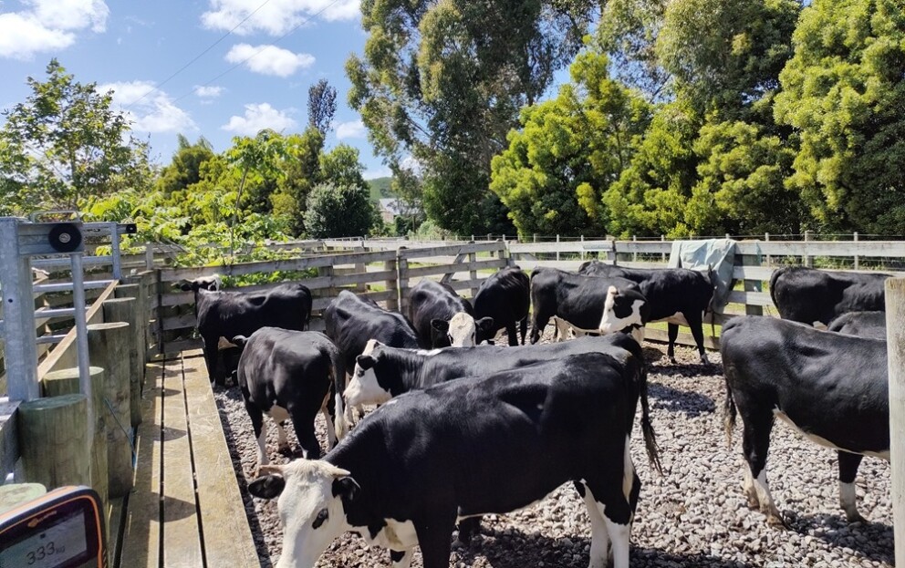 Black and white cows in an enclosed yard with trees in the background.